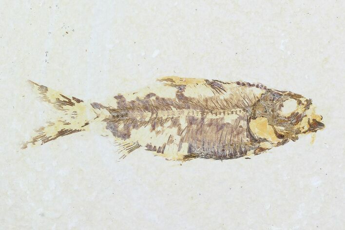 Bargain, Fossil Fish (Knightia) - Wyoming #99229